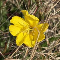 キク,マツバギク,マンリョウ,ノブドウ,マツヨイグサの画像