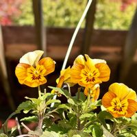 ビオラ,十月桜,秋明菊,お出かけ,北山緑化植物園の画像