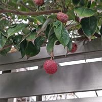 ヤマボウシの画像