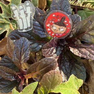 アジュガ, ドライユーカリ,雑貨,プレゼント,繋がりに感謝✨の画像