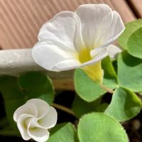 アリッサム,ビオラ,カタバミ,サニーレタス,白いカタバミの画像