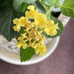 イエロー,窓辺の画像