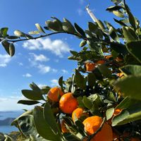 ミカン,ミカン,みかん,みかん,農園の画像