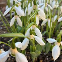 スノードロップ,スノードロップ,スマホ撮影加工なし,花の15年組,庭の画像