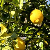 レモン,東北人花の会の画像