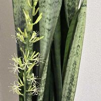 サンスベリア,サンスベリア,スマホ撮影加工なし,花の15年組の画像