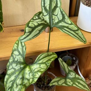 サトイモ科,観葉植物,ハイドロカルチャー,サトイモ 科,室内管理の画像