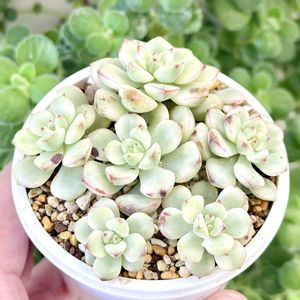 エケベリア タンゴ錦,成長記録 タンゴ錦,斑入り多肉,神奈川タニラー,多肉男子の画像