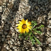 ガザニアの画像