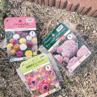 チューリップ,ラナンキュラス,原種チューリップの画像