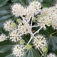 ヤツデ,お出かけ先にての画像