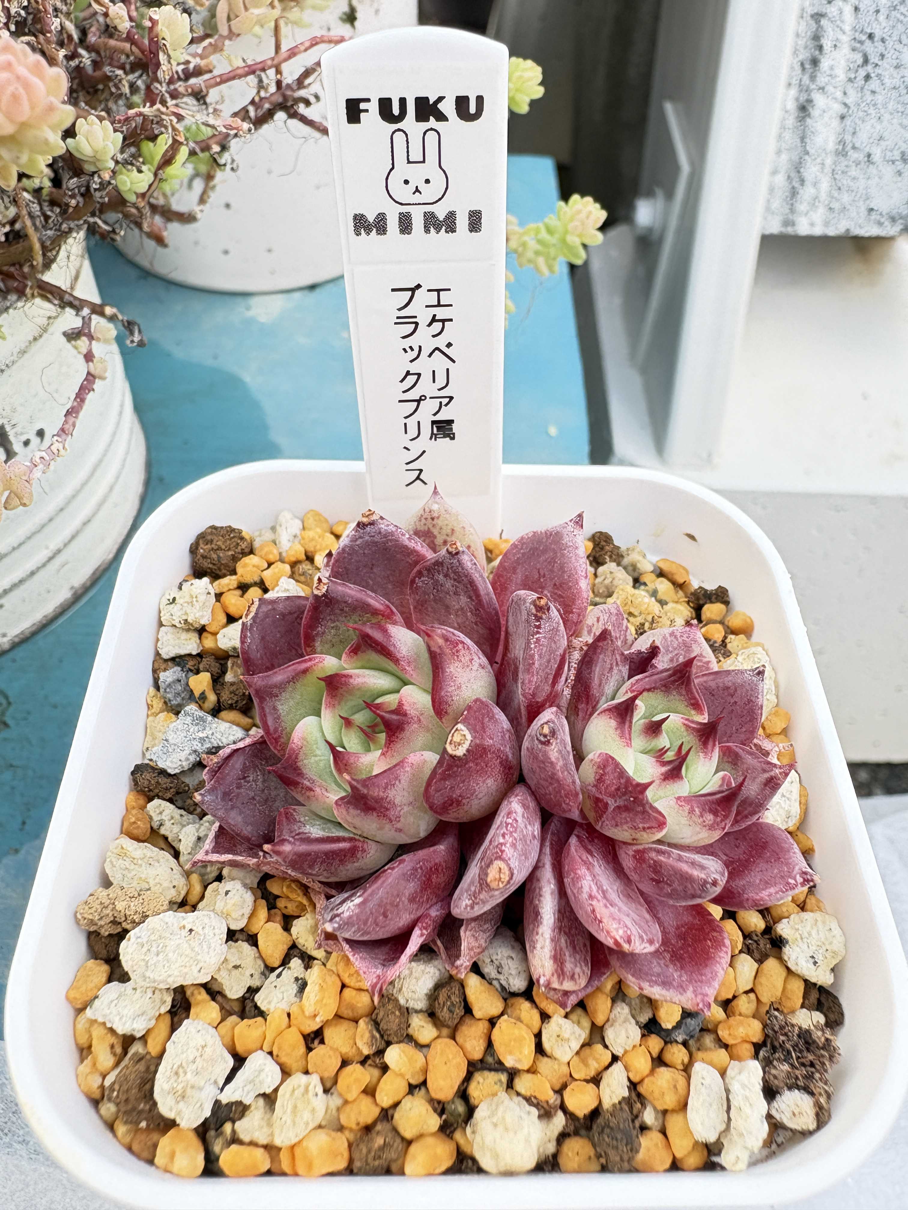 ブラックプリンスの育て方｜日当たりや水やり頻度は？植え替えは必要