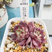 ブラックプリンス,多肉植物,鳥取タニラー,福井園芸店,グリーン女王の画像