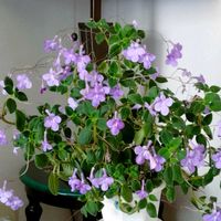 ストレプトカーパス,花のある暮らし,イワタバコ科,北海道から,青い花マニアの画像