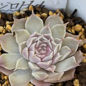 サザンカ,ジロ,クィーン,多肉植物,多肉寄せ植えの画像