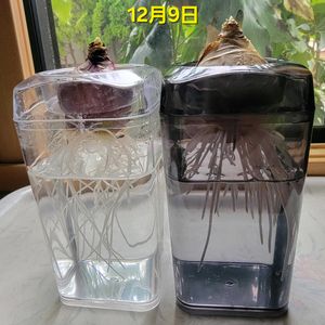 ヒヤシンス,GSのみなさんに感謝♡,素敵な出会いに感謝,ヒヤシンス水栽培,GSの繋がりに感謝♡の画像