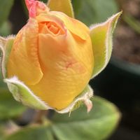 和ばら つきとはな,バラを楽しむ,和ばら,ローズファームケイジ,バラが好きの画像