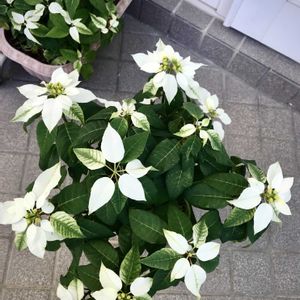 プリンセチア,プリンセチア・ピュアホワイト,挿し木したもの,挿し木,ユーホルビア属の画像