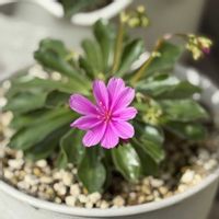 レウィシア,多肉植物,かわいい,復活,花のある暮らしの画像