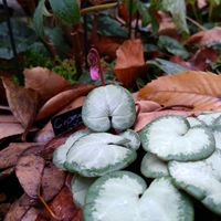 スノードロップ,ラナンキュラス　ラックス,原種シクラメン・インタミナタム,原種系シクラメン　コウム・シルバーリーフ,クレマチス歩々の画像