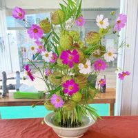 コスモス,寄植え,お花屋さん,秋の気配,和風ティストの画像