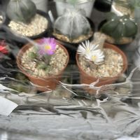 多肉初心者,棚の画像