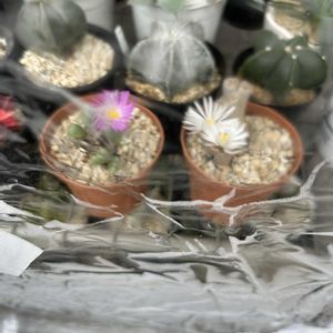 多肉初心者,棚の画像