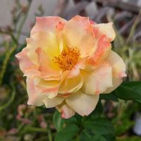 バラを楽しむ,咲いてくれてありがとう❤,バラ   トロピカルシャーベット,おうち園芸,小さな庭の画像