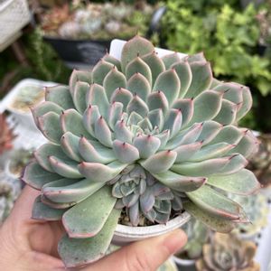 ヒューゴ,多肉植物,子株,多肉寄せ植え,エケベリア属の画像