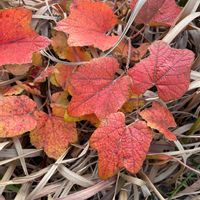 ノブドウの画像