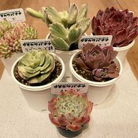 多肉植物,エケベリア属,多肉大好き,多肉中毒,succulentの画像