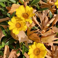 ガザニア,ガザニア,散歩の写真の画像