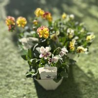 ビオラ,のんのんスミレ,園芸店　すがーでん,ガーデニング,ビオラ・パンジーの画像