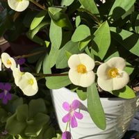 ハナキリン,ハナキリン,ハナキリン,ハナキリン,ムシトリスミレの画像