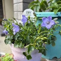 よく咲くスミレ,カンパニュラ　メリーベル,レックス　ベゴニア,バラと夢CLUB,エントランスの画像