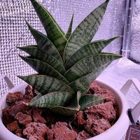 サンスベリア,サンセベリア,シンドロ,観葉植物の画像