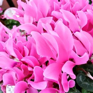 カーネーション,シクラメン,お出かけ先にて,花のある暮らし♡の画像