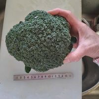 ブロッコリー,我が家のブロッコリー♪の画像