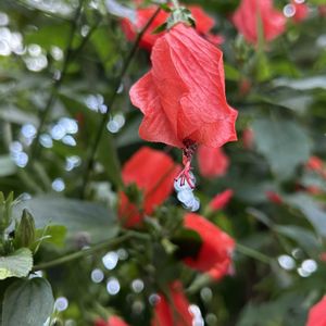 ウナズキヒメフヨウ,ウナズキヒメフヨウ,温室,新宿御苑,アオイ科の画像