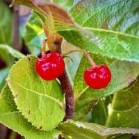 ヤブコウジ(十両),寄せ植えなど,多年草,花のある暮らし,植物観察の画像