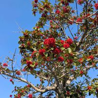 ドウダンツツジ,ナンテン,ナンテン,クロガネモチ,クロガネモチの画像