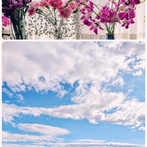 カーネーション,バラ,山茶花(さざんか）,可愛いお花達,世界に平和をの画像