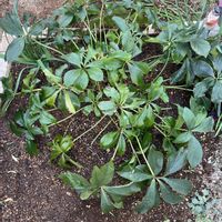 クリスマスローズ,オリヅルランの画像