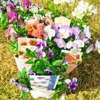 クローバー,ビオラ,ネメシア　ピンクレモネード,ネメシア　ピンクレモネード,ネメシア　ピンクレモネードの画像