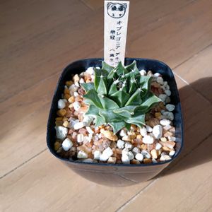 実生,繋がりに感謝✨,出かけ先,ムーミンの日の画像