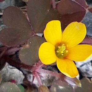 かわいい雑草,つぼみ好き,蕊好き,小さな庭の画像