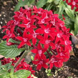 ペンタス,公園,鉢植え,花壇,ガーデニングの画像