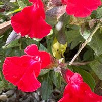 チェリーセージ,ガーデンシクラメン,トウガラシ,ガーデンシクラメンジックス,シャコバ サボテンの画像