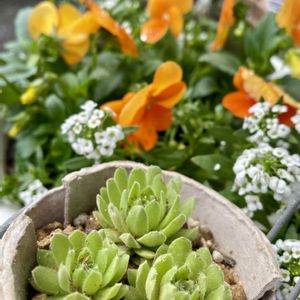 バラ,バラ,七宝樹,ラ・マリエ,ダイソーセンペルの画像