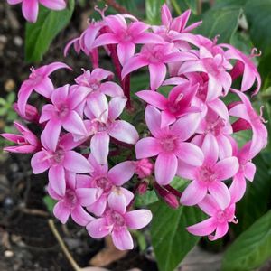 ペンタス,ペンタス,公園,鉢植え,花壇の画像